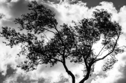 A lonely tree silhouette over a stormy and gloomy sky