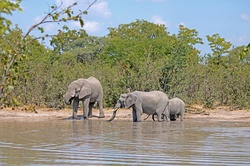 African elephant enjoying time in a water pool in Moremi area, Botswana