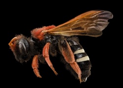 Close Up View of a Bee