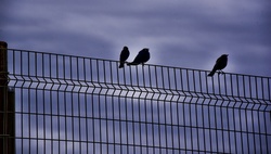 Three black birds