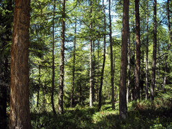 View of a mountain pine forest