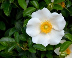 Beautiful Cherokee Rose names after the Cherokee Indians Georgia, USA