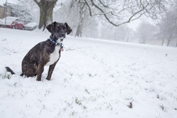 Dog And Winter Seasons