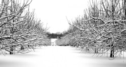 Two rows of apple trees covered in white snow at a midwest farm in winter.