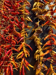 Many dried chili peppers hanging