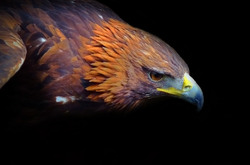 Eagle On The Black Background