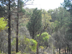 Wilpena pound region