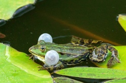 Green frog croaking on a leaf