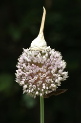 Garlic Bloom With Cap