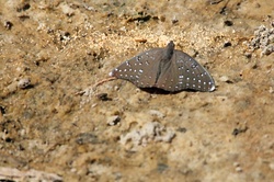 Guineafowl a butterfly on the sand in Botswana