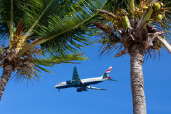 Airplane between two palm trees on blue sky