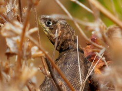 Vichada Lizard