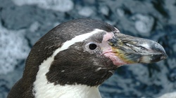 Penguin Head