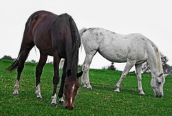 Horses Horse Grazing Riding