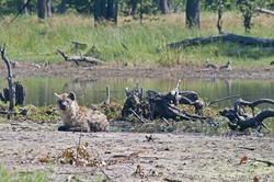 Spotted hyena lying close to a pool of water in Botswana