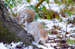 Squirrel - Macro