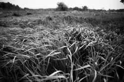 A field in the wind as a storm approaches