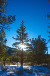 Winter sun light shines through the pine trees on a cold snowy day.