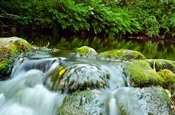 River in summer