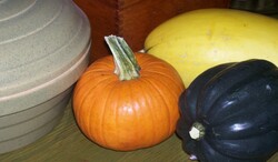 Winter Squash