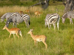 Wildlife in Botswana