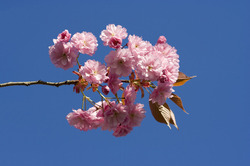 Japanese flowering cherry against the blue sky