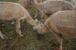 Alpacas