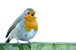 Robin - bird isolated on the white background