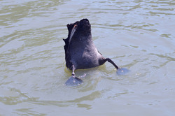 Australian black Swan dinin upside down downunder