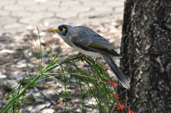 Noisy miner on plant