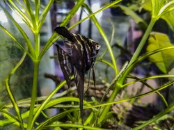 Angelfish poised in a community fish tank