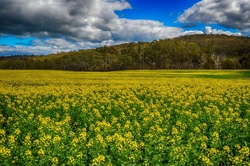 Spring time Canola field Victoria Australia