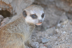 Meerkat at Melbourne Zoo Australia