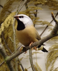 Australian magnificent finch