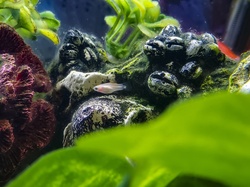 Baby Platy fish in a community tank aquarium