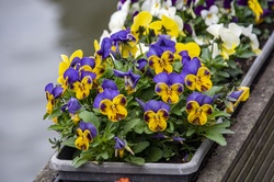 Pansy Blooms: Planter of pansies along the Canal in Ghent