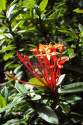 Kanakambaram flower a very rough type of shrub can grow on hot climates and attracts butterflies