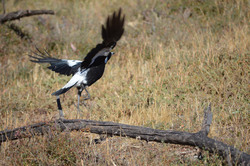 Australian magpie beginning a flight