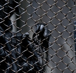 Close up of the hand of a monkey grasping wire fence