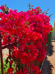 Red Bougainvillea, taken in Maylands, Western Australia 29 October 2020