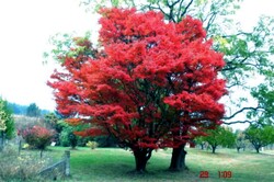 A Red Tree at a Park in Bright, Victoria, Australia