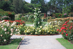 Rose Garden, Werribee, Australia