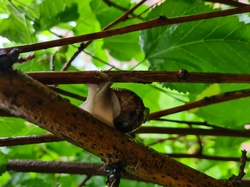 Snail sheltering in mulberry tree, taken in Maylands, Western Australia 1 November 2020