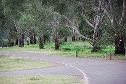 Trees in An Australian park