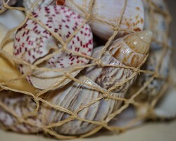 Package of shells