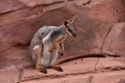 Wallaby in a wildlife zoo