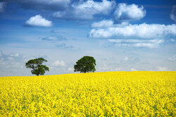 Two trees in rapeseed field