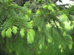 Pinetree in springtime with new growth 