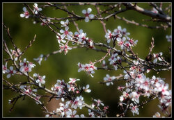 Spring on Salviano 