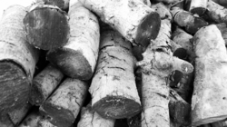 Black and white chopped firewood textures background